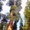 General Sherman