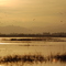 Gustine Sunset on the Marsh