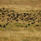Black Birds In the marsh