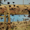 Red Shoulder Black Bird