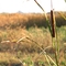 Stevinson Wildlife Reserve