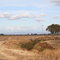 Central Valley in early November