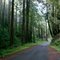Skaggs Springs-Stewart Point Road and Redwoods