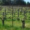Annapolis Winery, Annapolis, CA