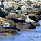 Harbor Seals of LA Harbor