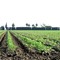 Tomato fields, near Banta Rd., Tracy, Ca. (3/30/09)