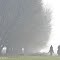 Horses in the foggy morning mist
