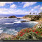 Laguna Flowers