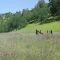 Typical meadow along 128