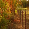 Autumn Trees Along Fence