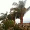 Palm Trees Hughson,ca
