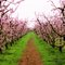 Bella Viva Orchard's Organic Peach Blossoms