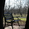 Winter in the prune orchard