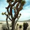 joshua tree at mojave river