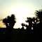 sunset in the dessert