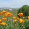 Poppy's on Country Road