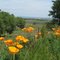 Poppy's on Country Road