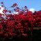 Beautiful Southern California Bougainvillea