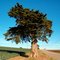Lonely Tree on Sunset Beach Road