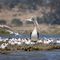 One of these birds is not like the other. - Photo By Robert Syms - www.symsphotography.com