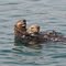 Montery Bay otters
