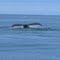 humpback whale