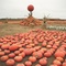 California Pumpkins