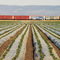 strawberry rows and wagons