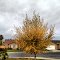 Avenal Ca.