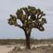 Joshua Tree