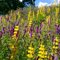 Yellow and Purple Lupines