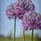 Allium at Amador Flower Farms