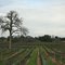 Vineyard Sentinel