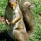 Squirrel.