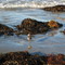 Snowy Plover