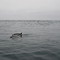 School of Common Dolphin