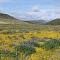 Deer Valley in Bloom