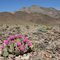 beavertail cactus - marble mtns