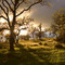 Winter Oaks