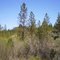Nice Forest Area