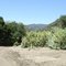 Baron Ranch Cactus Patch