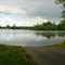 mallard marsh
