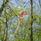 no leaf tree