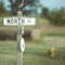 Upland Plover - 197706