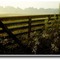 An early morning summer dew - 199007