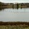 Canards sur le Lac Charlebois