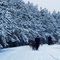 Husky's  Winter 2011