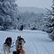 Dog sledding