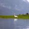 Trumpeter Swan at Little Zeballos Estuary