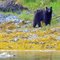 Bear near Haven Cove
